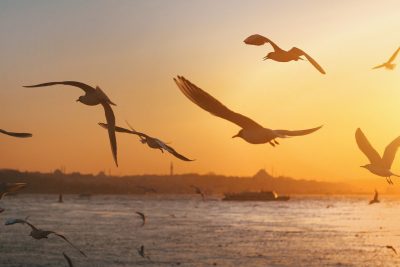 birds, seagulls, sunset